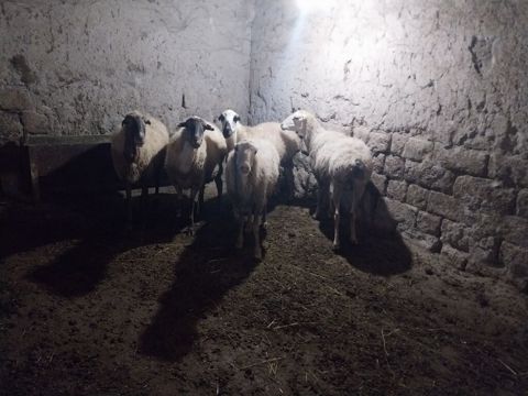 Məhsul: Qoyun sürüsü - Say: 6 baş - Cins/Tip: Yerli qarabaş/qarayal — Goranboy