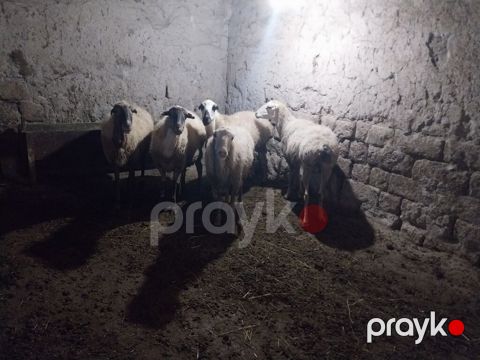 Məhsul: Qoyun sürüsü - Say: 6 baş - Cins/Tip: Yerli qarabaş/qarayal — Goranboy