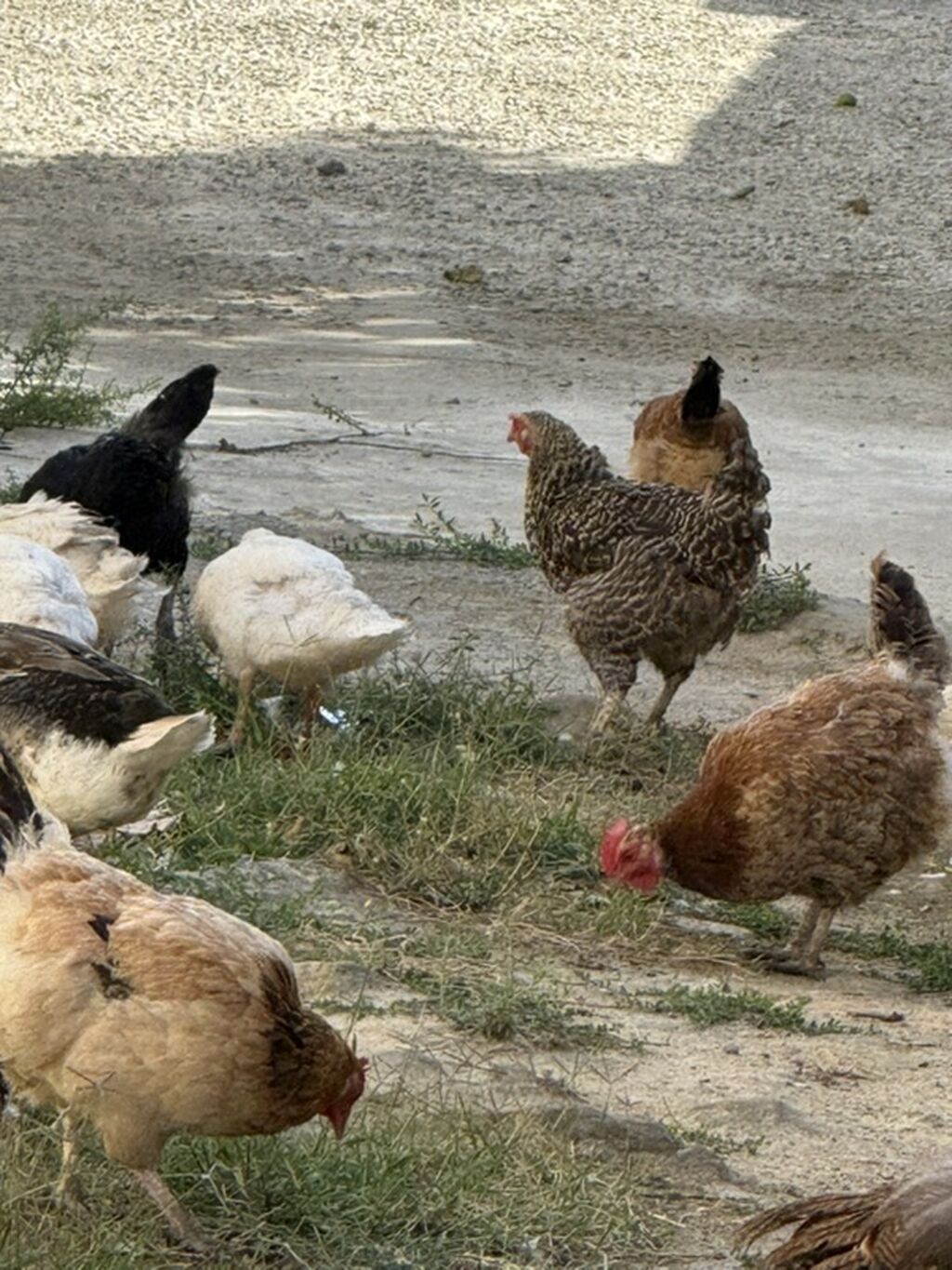 Məhsul: Qarışıq cins ev quşları sürüsü Təsvir: - Şəkillərdə müxtəlif — Toyuq və xoruz, Digah (6)