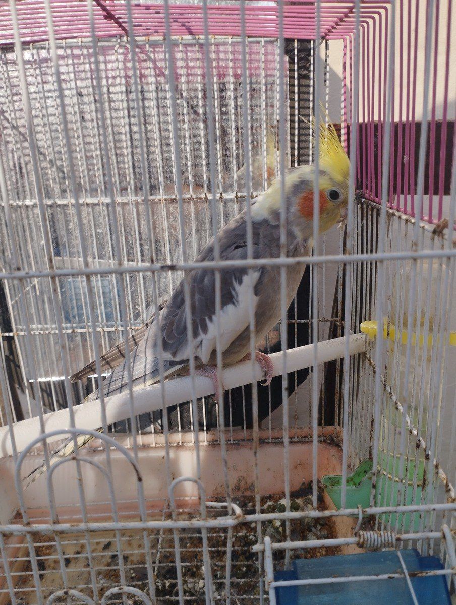 Korella tutuquşu — Quşlar, Xırdalan (2)