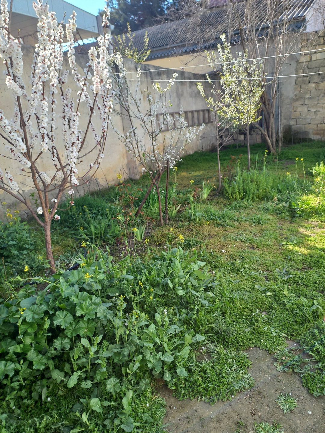 Satılır 3 otaqlı həyət evi/bağ evi 80 m² — Ev, villa, Bakı (7)