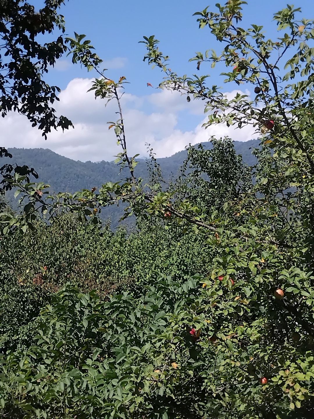 40 sot torpaq sahəsi, Qəbələ ş — Torpaq, Qəbələ (2)