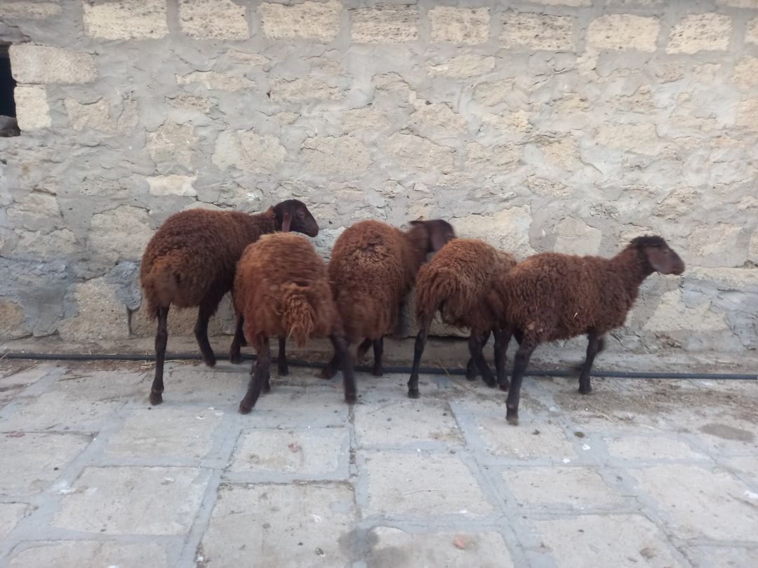 Quzular — Kənd təsərrüfatı heyvanları, Bakı (3)