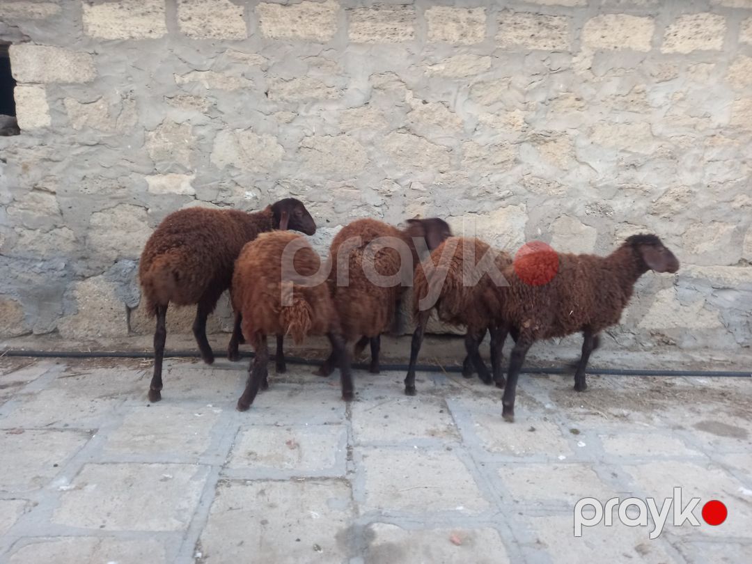 Quzular — Kənd təsərrüfatı heyvanları, Bakı (3)