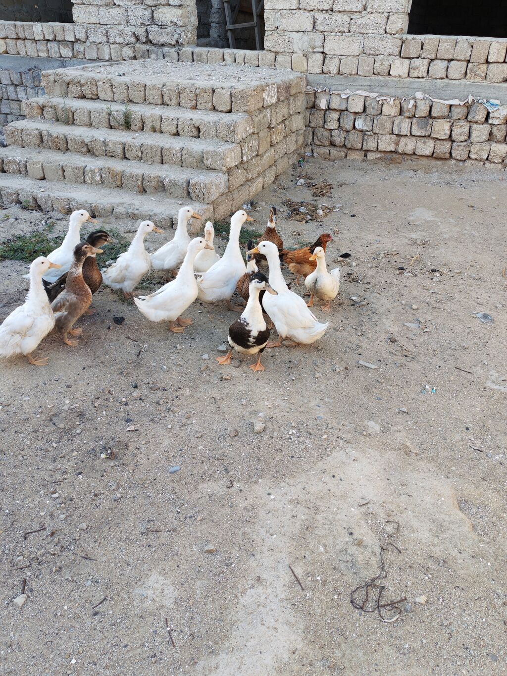 Dişi, Kuban, Damazlıq, Ödənişli çatdırılma — Digərləri, Digah (3)