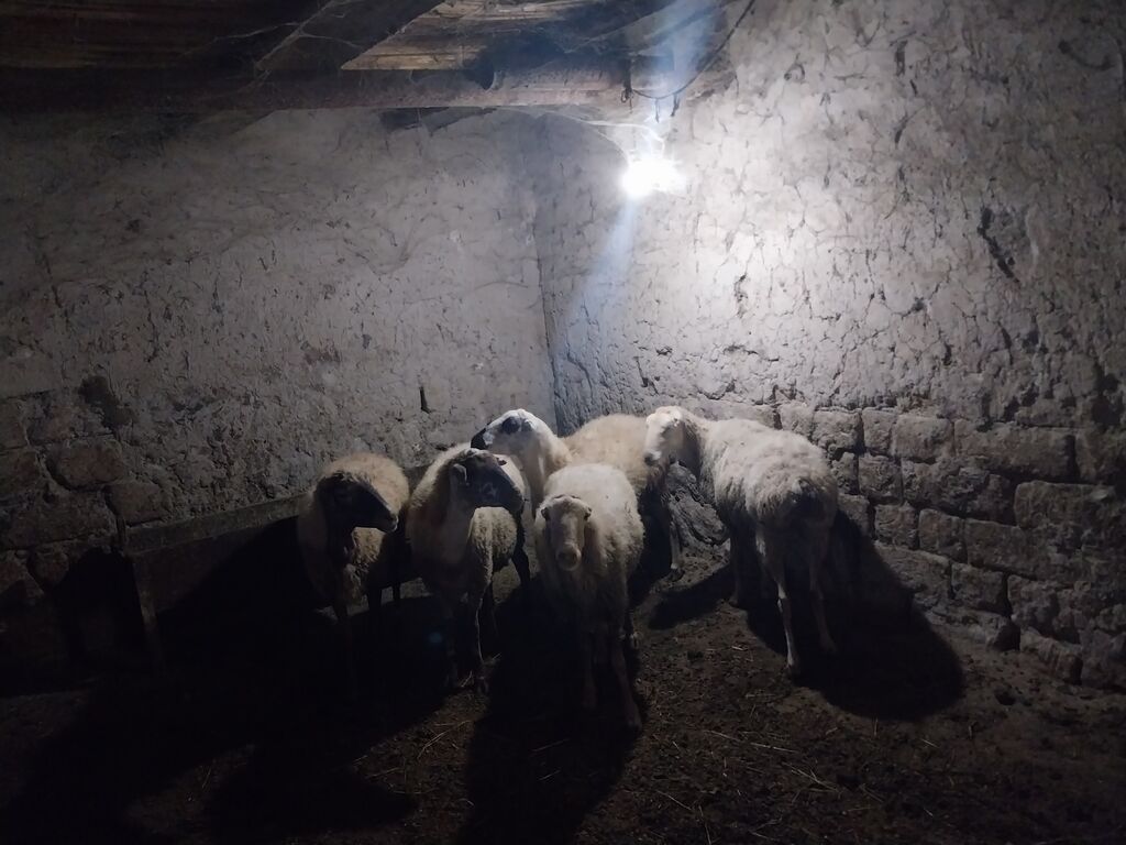 Məhsul: Qoyun sürüsü - Say: 6 baş - Cins/Tip: Yerli qarabaş/qarayal — Kənd təsərrüfatı heyvanları, Goranboy (2)