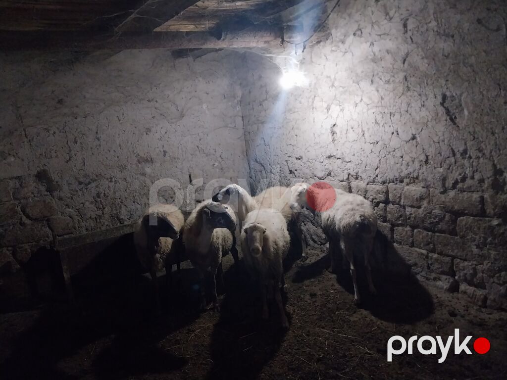 Məhsul: Qoyun sürüsü - Say: 6 baş - Cins/Tip: Yerli qarabaş/qarayal — Kənd təsərrüfatı heyvanları, Goranboy (2)