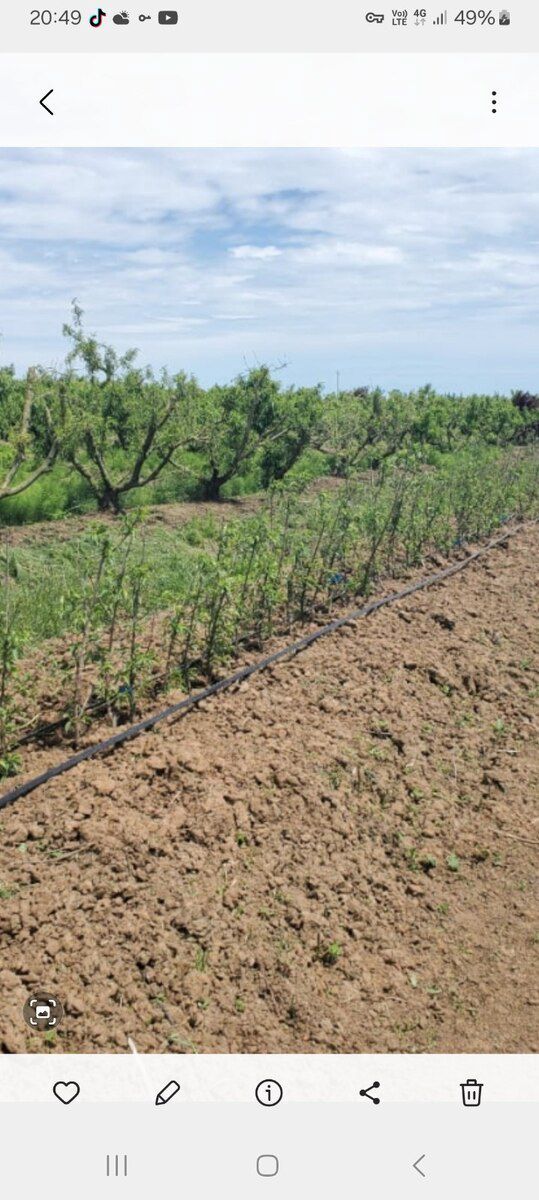 2000 sot torpaq sahəsi, Xaçmaz r — Torpaq, Xaçmaz (3)
