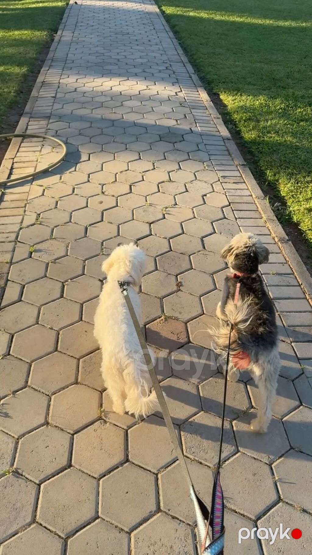 Patillər və Biz – ev heyvanları üçün peşəkar gəzinti və baxım xidməti — Digər, Bakı (4)