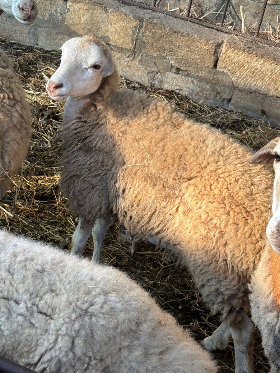 Quzular — Kənd təsərrüfatı heyvanları, Bakı (2)