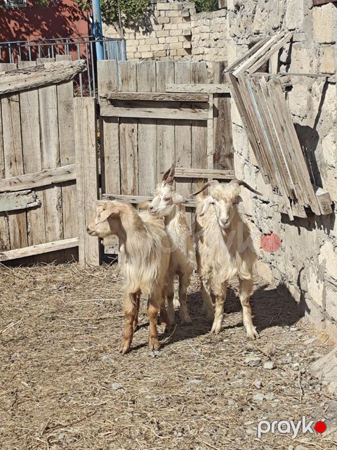 Çəpişlər — Sumqayıt