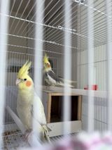 Növ: Nimfa (Cockatiel) cütü Rənglər: - İşıq sarı/krem rəngli — Попугаи