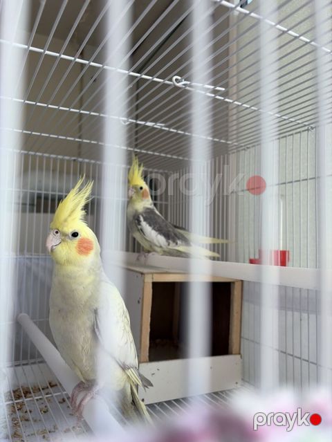 Növ: Nimfa (Cockatiel) cütü Rənglər: - İşıq sarı/krem rəngli — Sumqayıt