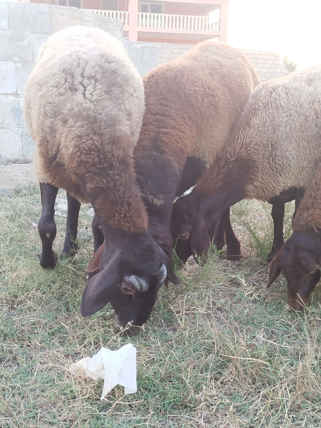 Qoyun sürüsü – yerli quyruqlu cins - Cins: Quyruqlu (yağlı quyruq) — Kənd təsərrüfatı heyvanları, Digah (10)
