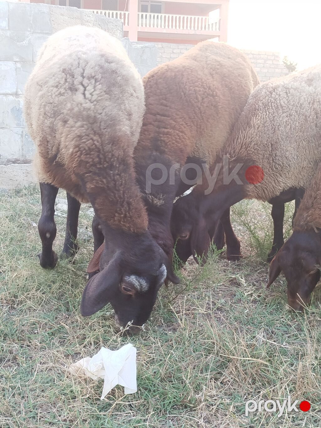 Qoyun sürüsü – yerli quyruqlu cins - Cins: Quyruqlu (yağlı quyruq) — Kənd təsərrüfatı heyvanları, Digah (10)