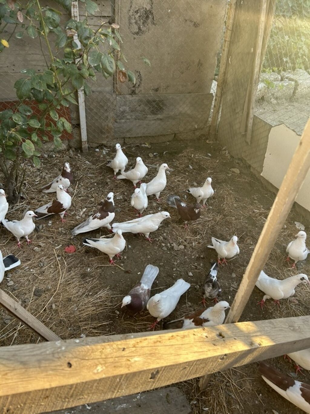 Salam hamsi 4 cut quwdan toremedi tergzlr 32 dene heyvandi tek satlmr — Göyərçin, Bakı (6)