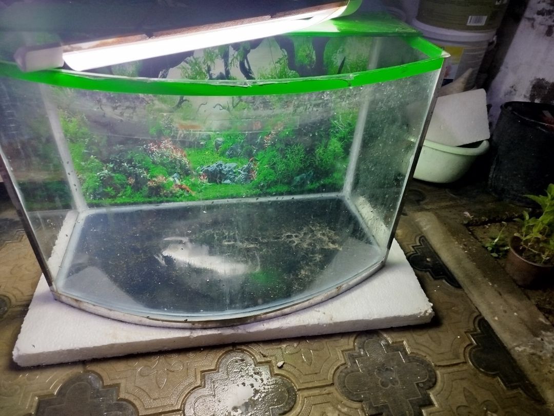 Akvarium — Akvariumlar və balıqlar, Bakı (5)