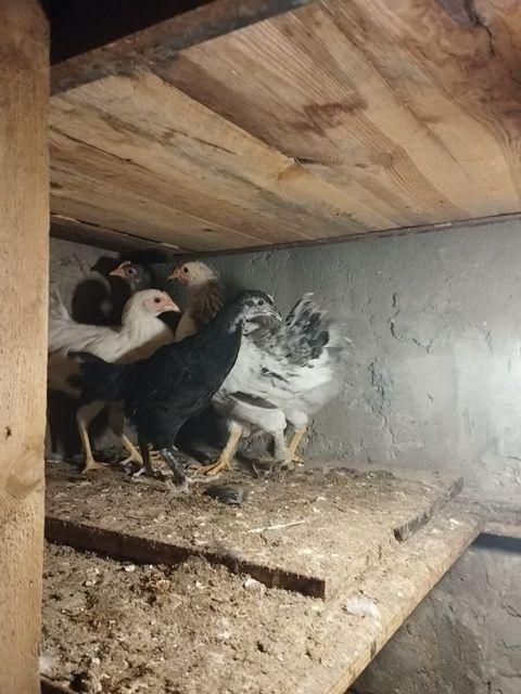 Cücələr — Bakı