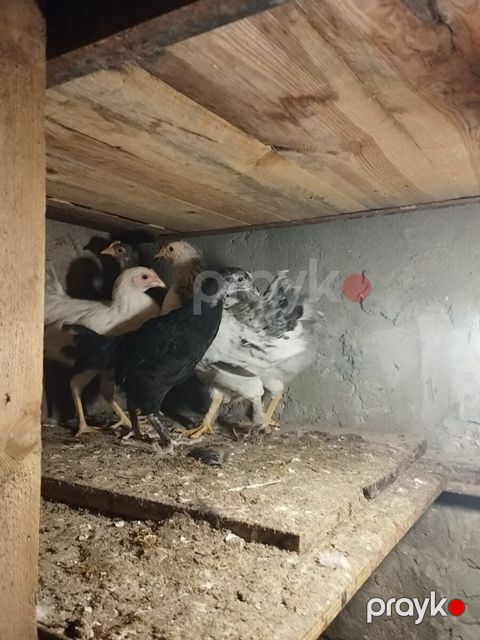Cücələr — Bakı