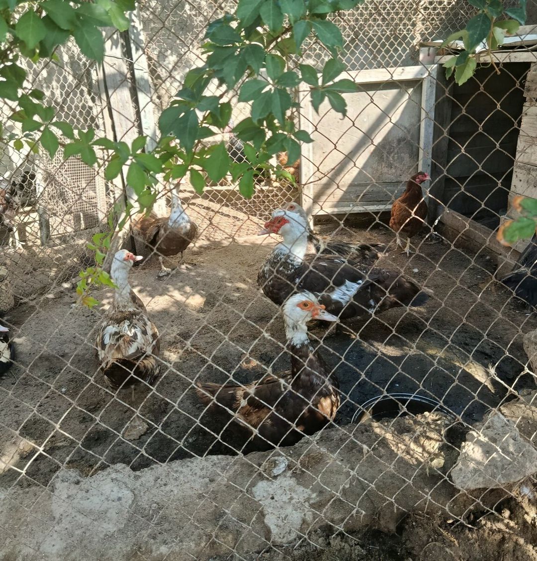 Lal ördək — Quşlar, Bakı (4)