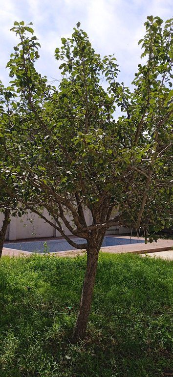 Satılır 5 otaqlı həyət evi/bağ evi 258 m² — Ev, villa, Bakı (8)