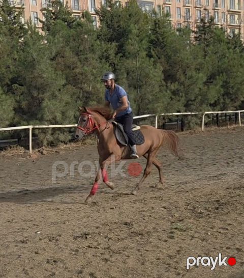 Qarabag ati satilir yaris atidi — Bakı