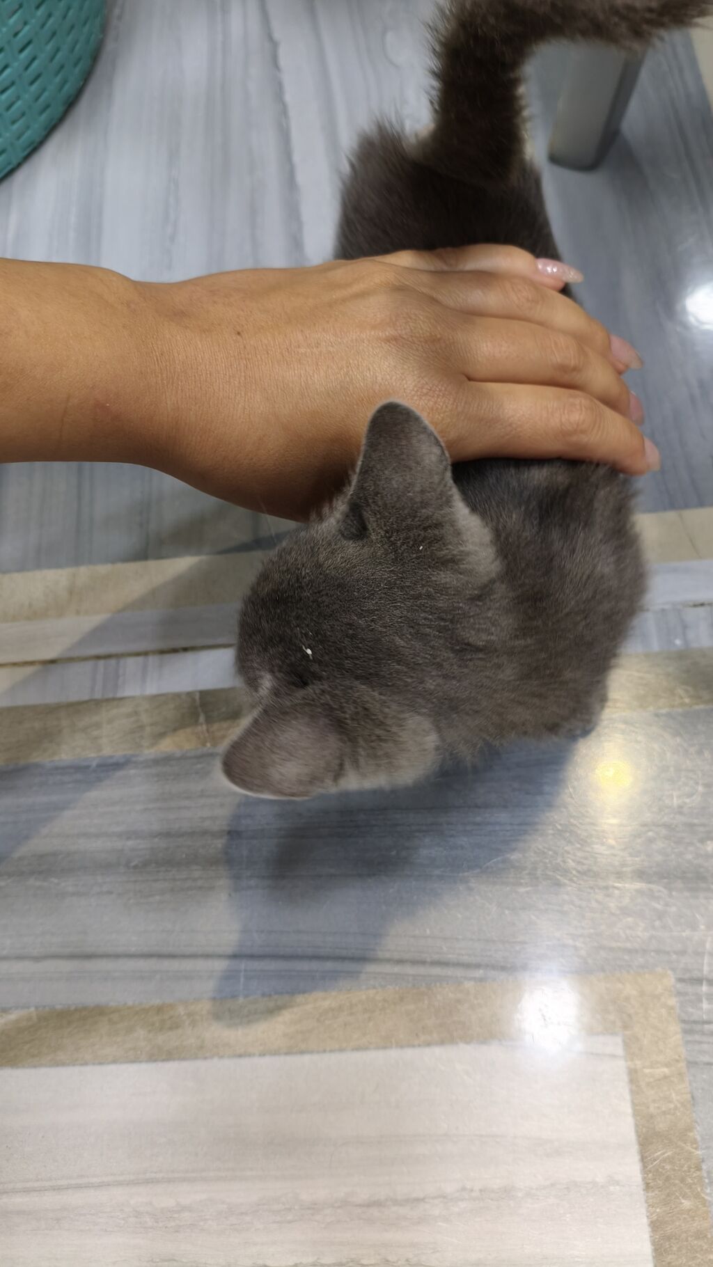 Britan, Dişi, Yaxşı əllərə, Ödənişli çatdırılma — Pişiklər, Xırdalan (6)