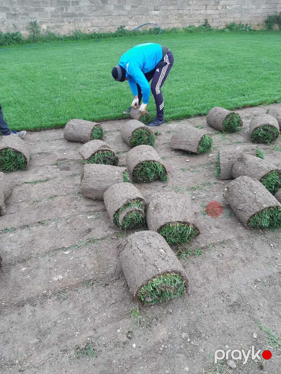 Qazon — Bitkilər, Bakı (4)