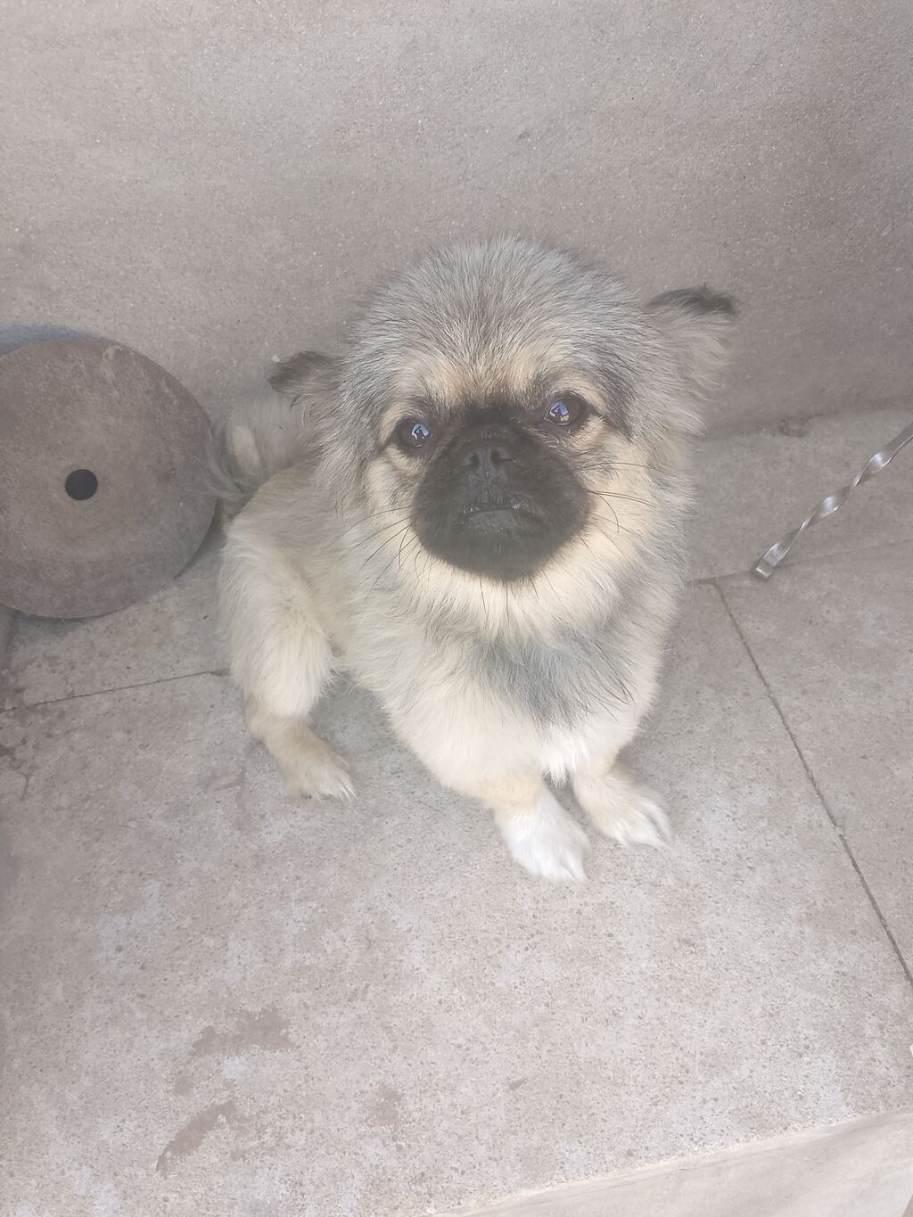Pekines, 6 ay, Erkək — Köpəklər, Bakı (3)