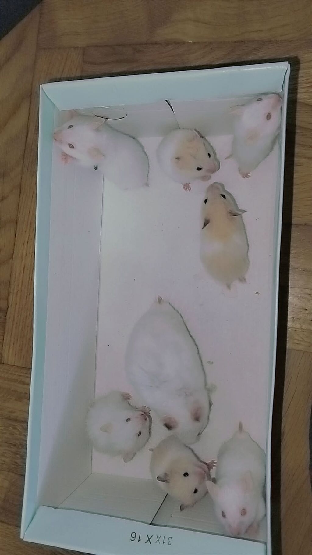 7 bala və 1 böyük hamster satılır. Qəfəs yalnız böyük hamsterlə — Kəmiçilər, Bakı (8)