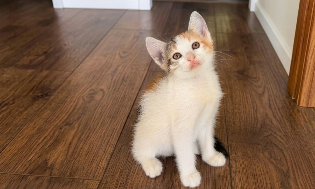 Котенок в добрые руки — Pişiklər, Bakı (5)