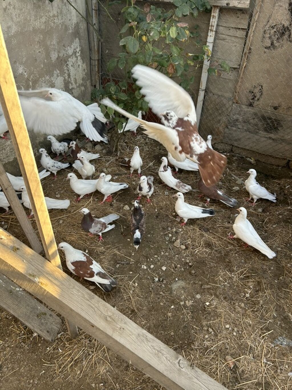 Salam hamsi 4 cut quwdan toremedi tergzlr 32 dene heyvandi tek satlmr — Göyərçin, Bakı (3)