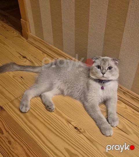 Şotland pişiyi — Bakı