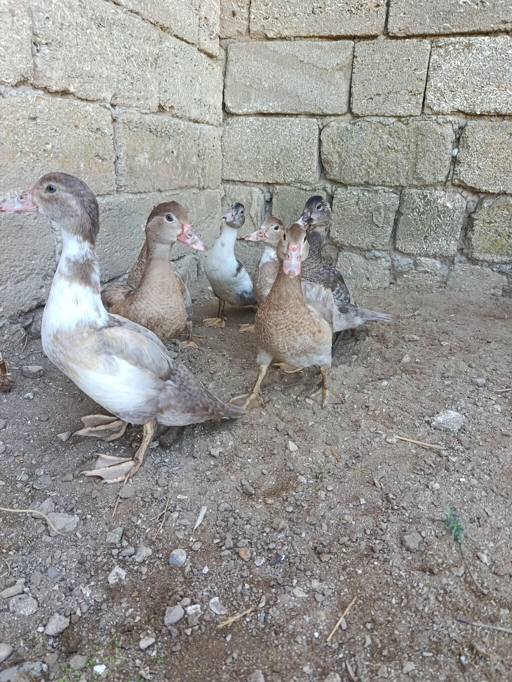 Şəkildə ördəklər təqdim olunur. Quşlar açıq sahədə, su kənarında — Digərləri, Bakı (5)