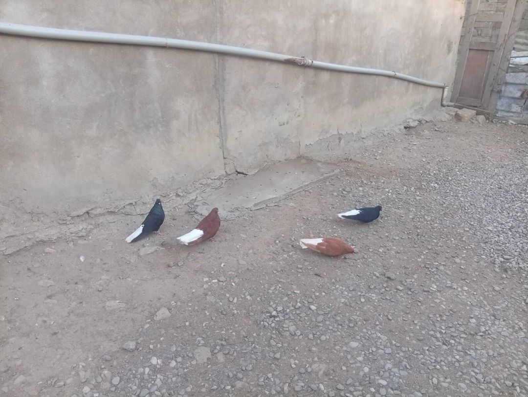 Göyərçinlər — Quşlar, Bakı (2)