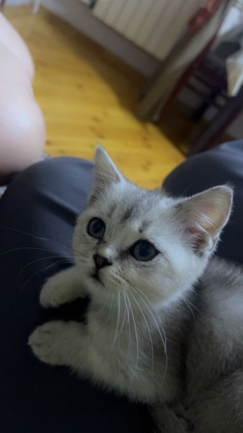 Şinşilla pişiyi — Bakı
