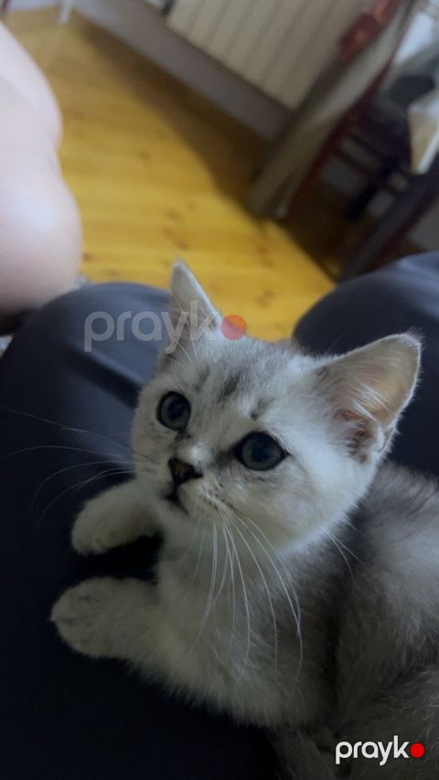 Şinşilla pişiyi — Bakı