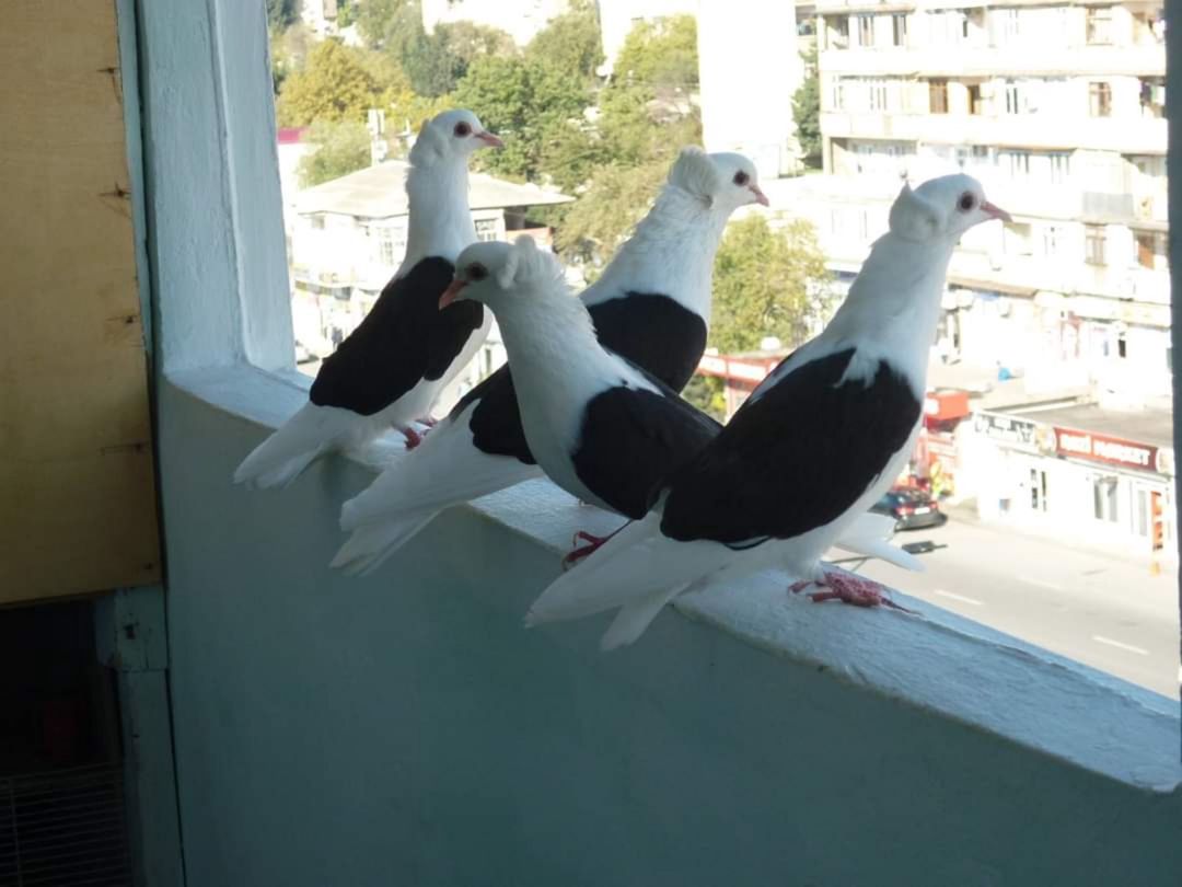 Göyərçinlər — Quşlar, Bakı (6)