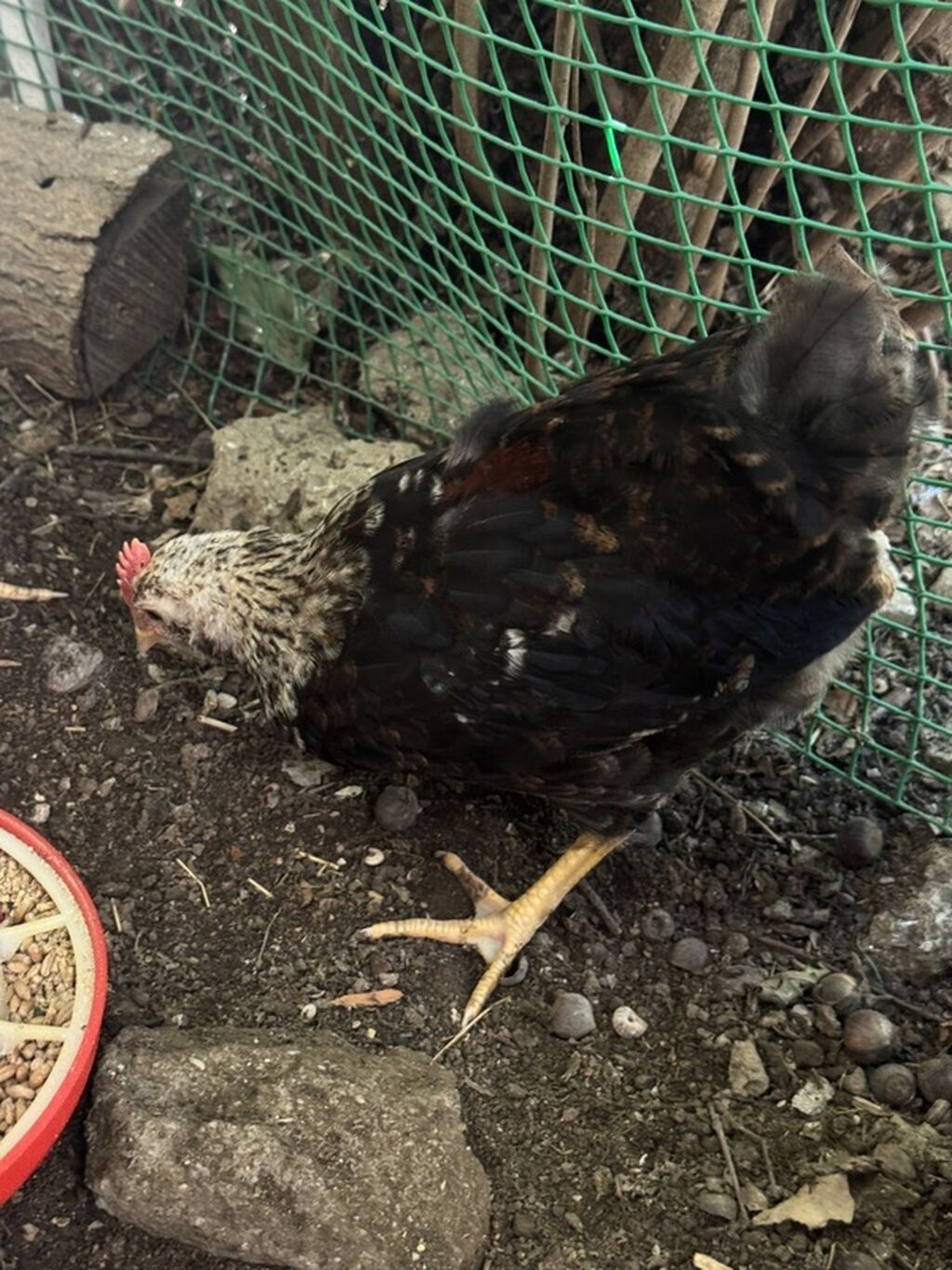 Toyuq cücələri, Damazlıq — Toyuq və xoruz, Bakı (4)