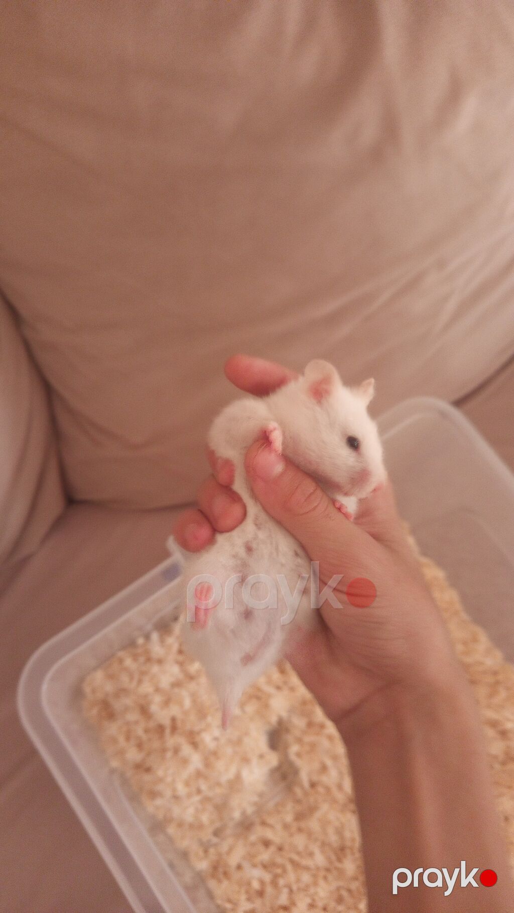 Tək özü 5 manatdi hamster üçün plastik qab su qabi hamsterin özü ilə — Kəmiçilər, Digah (3)