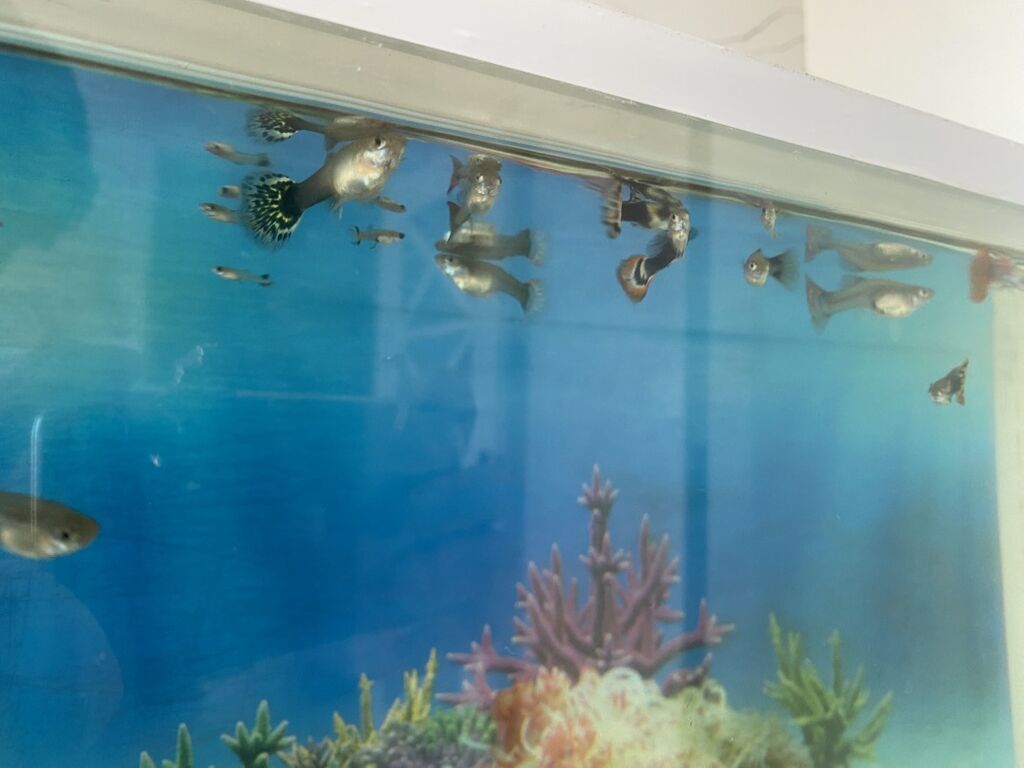 Dördbucaq akvarium, Balıqlarla birlikdə, 20 l, Ünvandan götürmə — Akvariumlar və balıqlar, Digah (3)
