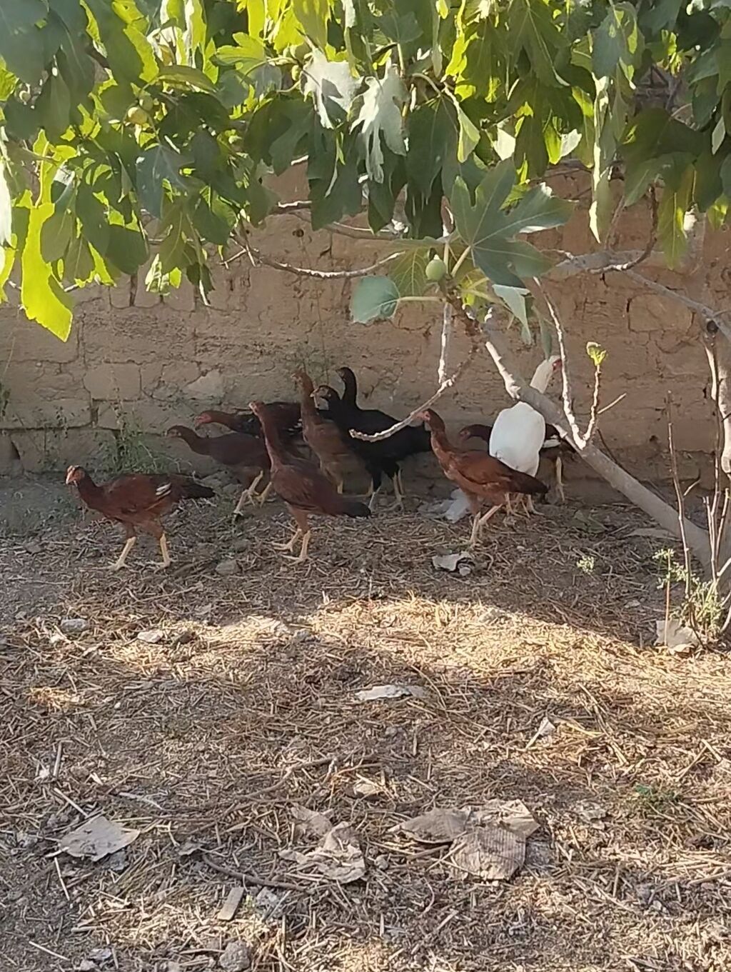 Heyrati cuceleri. Salam allah haminin malina xeyr versin. Turk cinsi — Toyuq və xoruz, Digah (6)
