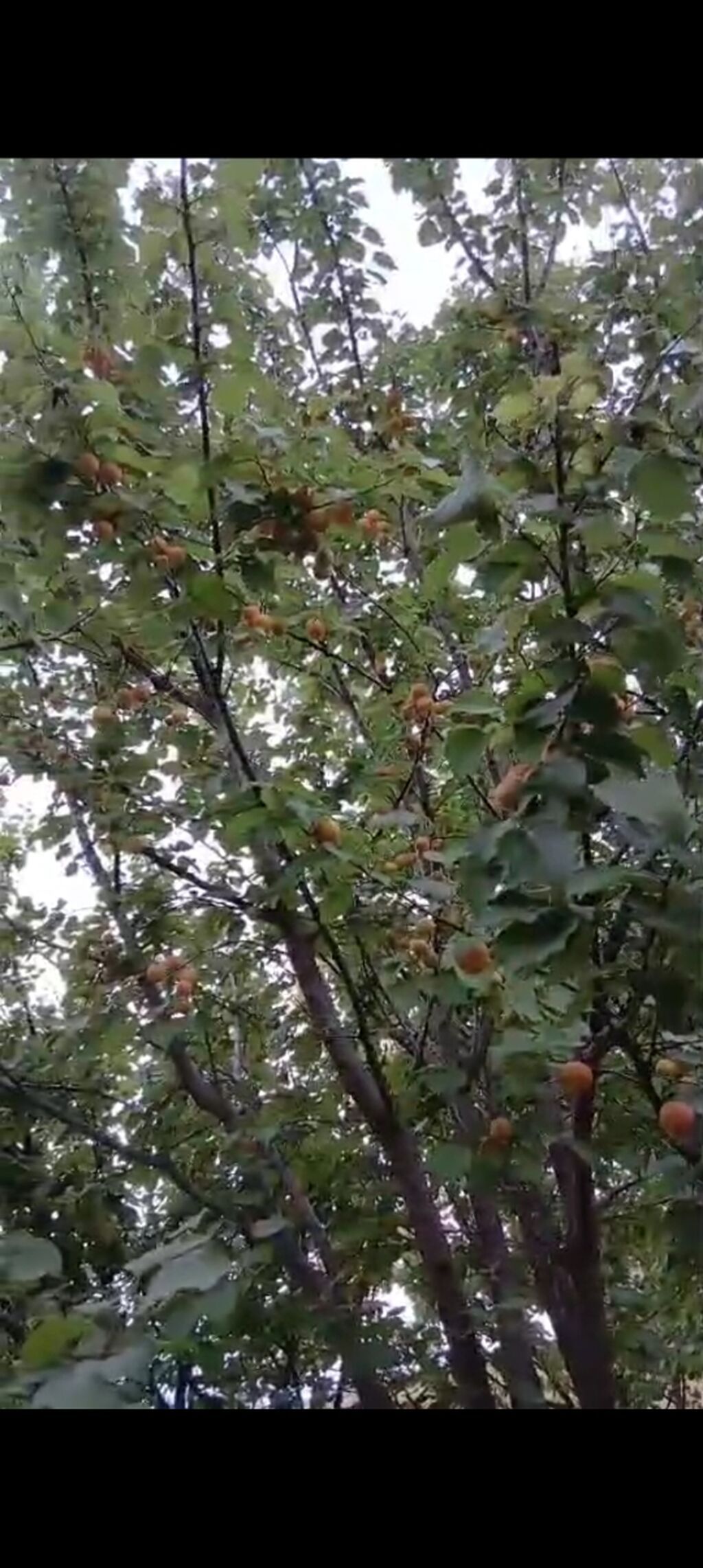 12 sot, Mülkiyyətçi, Kupça (Çıxarış) — Torpaq, Tovuz (2)