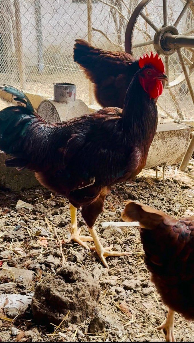 Rhod İsland Red cücəsi və yumurtası — Quşlar, Bakı (2)