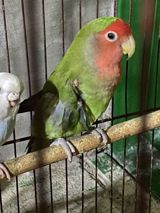 Sevdaquşu (Lovebird) tutuquşusu. Parlaq yaşıl bədən rəngi — Попугаи