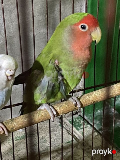 Sevdaquşu (Lovebird) tutuquşusu. Parlaq yaşıl bədən rəngi — Bakı