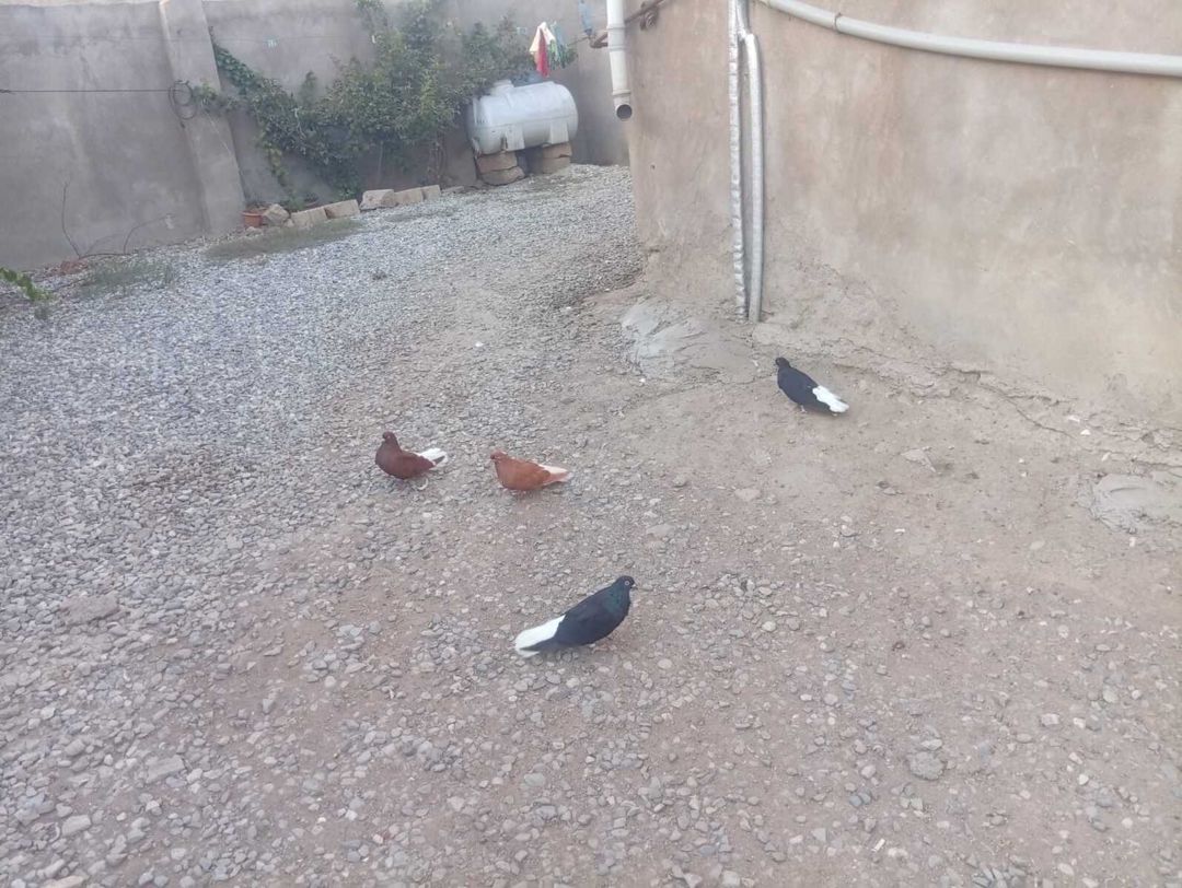 Göyərçinlər — Quşlar, Bakı (6)