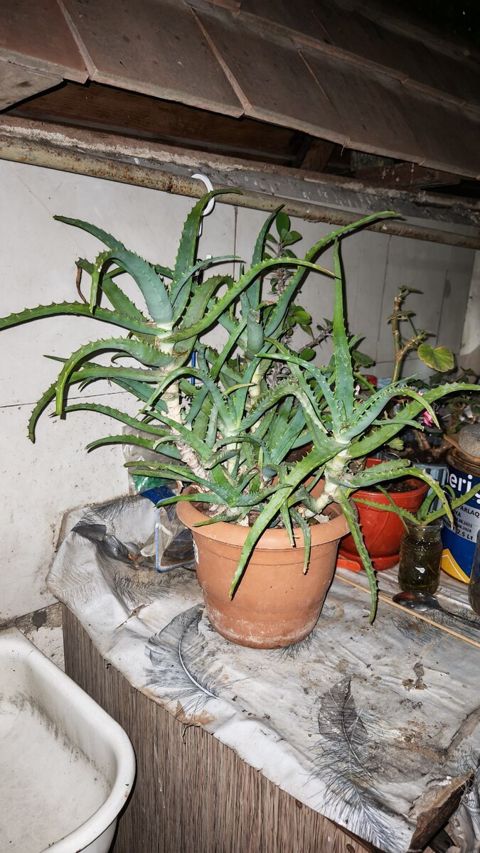 Aloe — Bakı