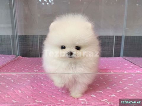Pomerian Spitz balasi satlir bala — Bakı