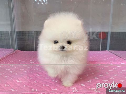 Pomerian Spitz balasi satlir bala — Bakı